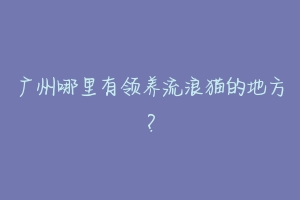 广州哪里有领养流浪猫的地方?-动物百科