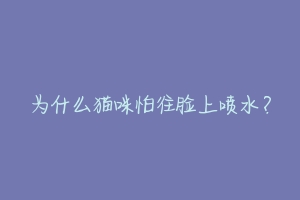 为什么猫咪怕往脸上喷水?-动物百科