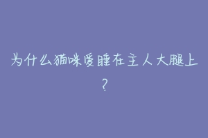 为什么猫咪爱睡在主人大腿上?-动物百科