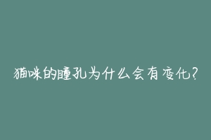 猫咪的瞳孔为什么会有变化?-动物百科