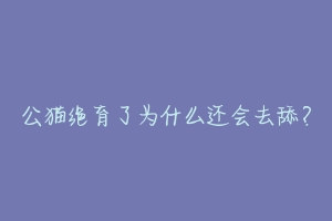 公猫绝育了为什么还会去舔?-动物百科