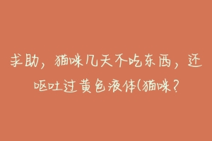 求助,猫咪几天不吃东西,还呕吐过黄色液体(猫咪?-动物百科