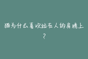 猫为什么喜欢站在人的肩膀上?-动物百科