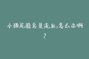 小猫屁股总是流血,怎么办啊？-动物百科