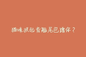 猫咪拱起背翘尾巴蹭你?-动物百科