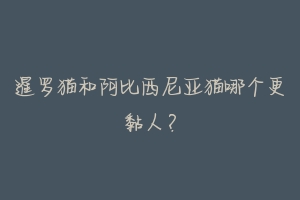 暹罗猫和阿比西尼亚猫哪个更黏人？-动物百科
