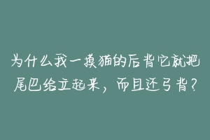 为什么我一摸猫的后背它就把尾巴给立起来,而且还弓背?-动物百科
