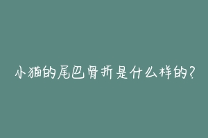 小猫的尾巴骨折是什么样的?-动物百科
