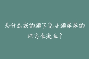 为什么我的猫下完小猫尿尿的地方在流血?-动物百科