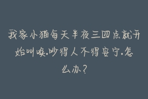 我家小猫每天半夜三四点就开始叫唤.吵得人不得安宁.怎么办?-动物百科