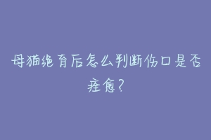 母猫绝育后怎么判断伤口是否痊愈？-动物百科