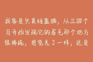 我家是只英短蓝猫,从三四个月开始发现它的眉毛那个地方很稀疏,感觉秃了一样,这是为什么呀?-动物百科