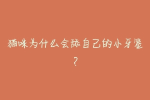 猫咪为什么会舔自己的小牙签?-动物百科