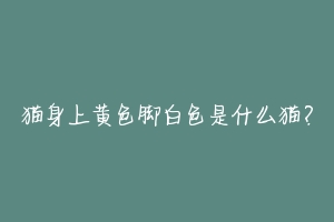 猫身上黄色脚白色是什么猫?-动物百科