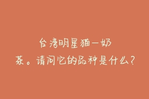 台湾明星猫–奶茶。请问它的品种是什么?-动物百科