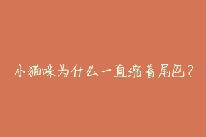 小猫咪为什么一直缩着尾巴?-动物百科