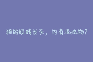 猫的眼睛发灰,内有混浊物?-动物百科