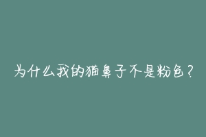 为什么我的猫鼻子不是粉色?-动物百科