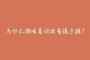 为什么猫咪喜欢挨着镜子睡?-动物百科