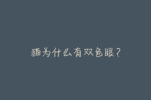 猫为什么有双色眼?-动物百科