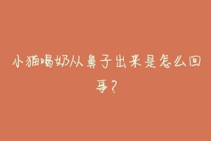 小猫喝奶从鼻子出来是怎么回事?-动物百科