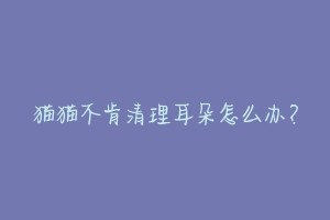猫猫不肯清理耳朵怎么办?-动物百科
