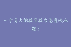 一个月大的拉布拉多老是咬拖鞋?-动物百科