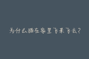 为什么猫在家里飞来飞去?-动物百科