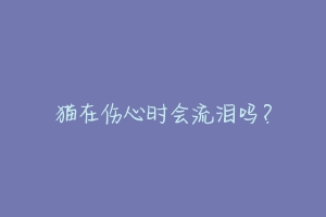 猫在伤心时会流泪吗?-动物百科