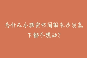 为什么小猫突然间躲在沙发底下都不想动？-动物百科