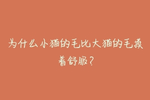 为什么小猫的毛比大猫的毛摸着舒服?-动物百科