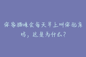 你家猫咪会每天早上叫你起床吗,这是为什么?-动物百科