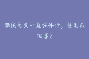 猫的舌头一直往外伸,是怎么回事?-动物百科