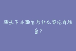 猫生下小猫后为什么要吃掉胎盘?-动物百科