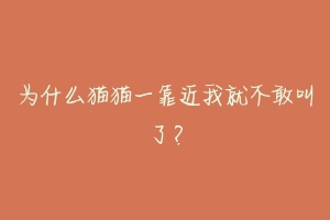 为什么猫猫一靠近我就不敢叫了?-动物百科
