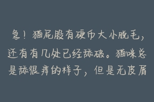 急!猫屁股有硬币大小脱毛,还有有几处已经舔破。猫咪总是舔很痒的样子,但是无皮屑等其他症状。请指教?-动物百科