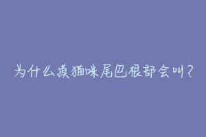 为什么摸猫咪尾巴根部会叫?-动物百科