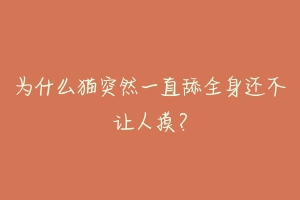 为什么猫突然一直舔全身还不让人摸?-动物百科