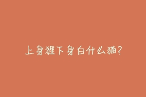 上身狸下身白什么猫?-动物百科
