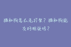猫和狗怎么老打架?猫和狗能友好相处吗?-动物百科