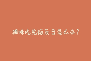 猫咪吃完饭反刍怎么办?-动物百科