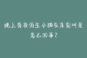 晚上有夜佰生小猫在床前叫是怎么回事?-动物百科
