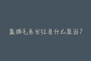 蓝猫毛色发红是什么原因?-动物百科