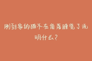 刚到家的猫不在角落睡觉了说明什么？-动物百科