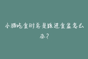 小猫吃食时总是踩进食盆怎么办？-动物百科