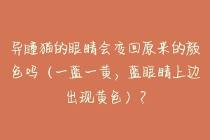 异瞳猫的眼睛会变回原来的颜色吗(一蓝一黄,蓝眼睛上边出现黄色)?-动物百科