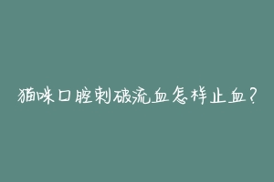 猫咪口腔刺破流血怎样止血？-动物百科