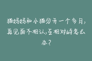 猫妈妈和小猫分开一个多月,再见面不相认,互相对峙怎么办？-动物百科