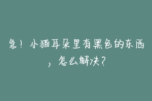 急！小猫耳朵里有黑色的东西，怎么解决？-动物百科