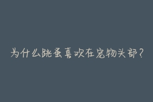 为什么跳蚤喜欢在宠物头部？-动物百科